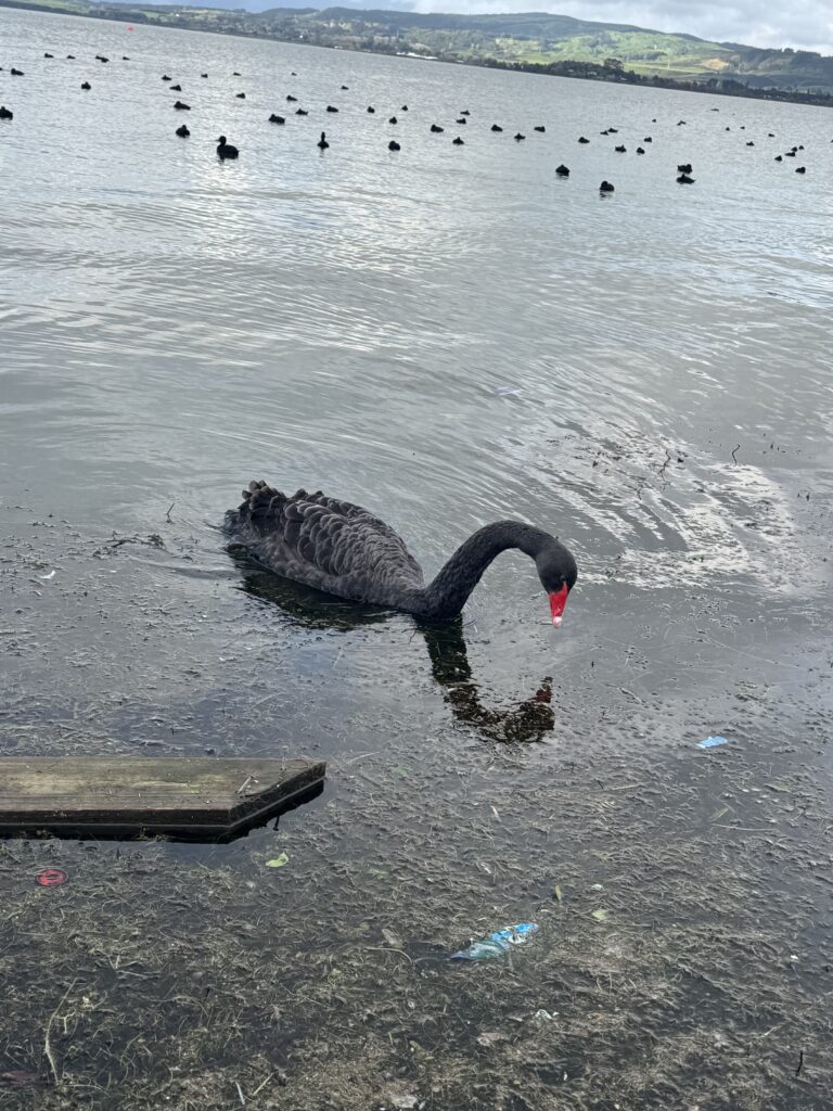 black swan