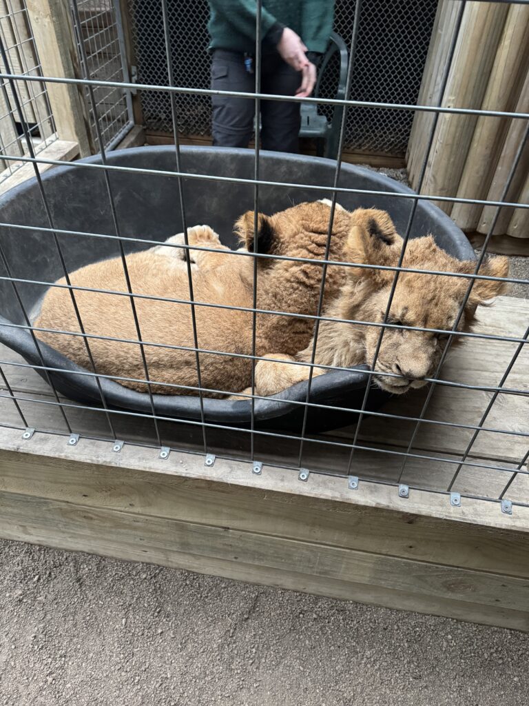 lion cubs