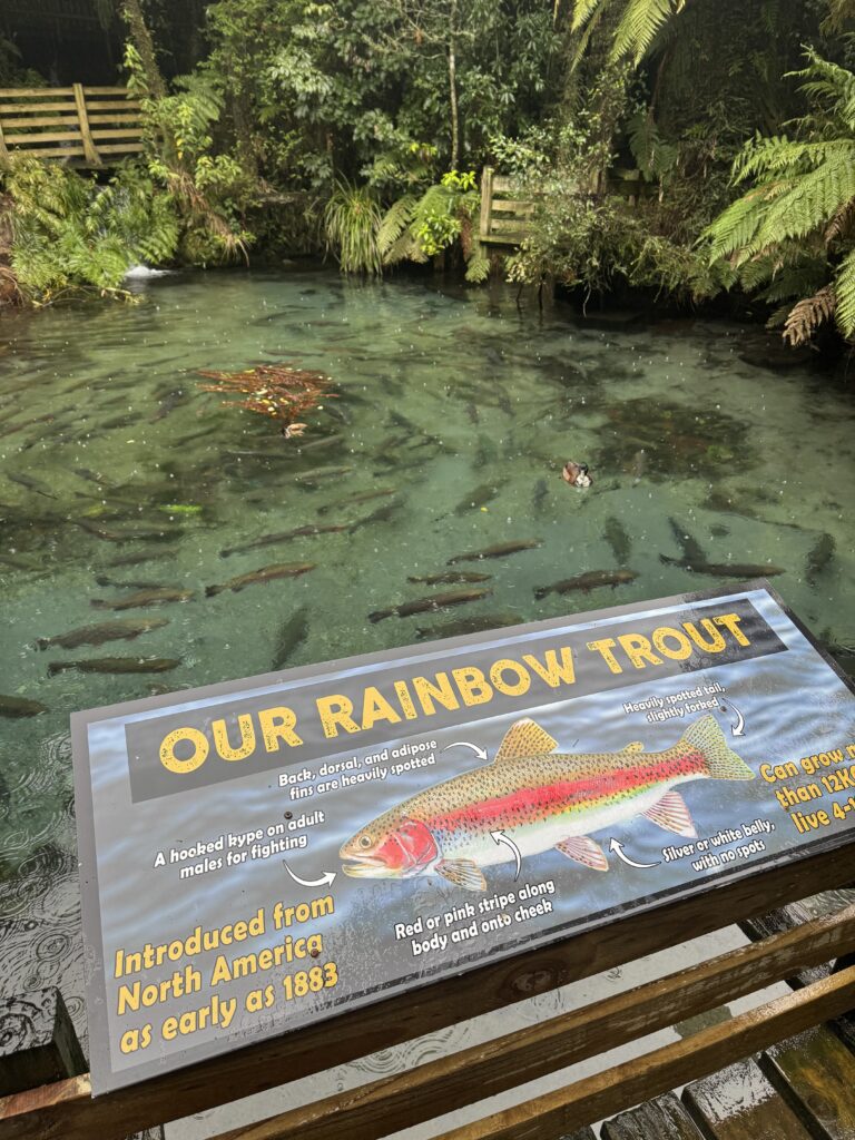 trout lake