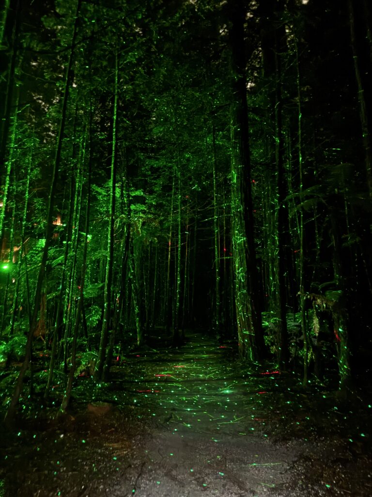 redwoods 